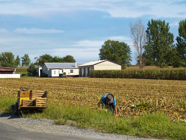 Amish Rolnik zbierający kukurydzę — Zdjęcie stockowe