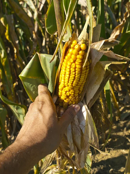 Amish Jordbrukare skördar majs — Stockfoto