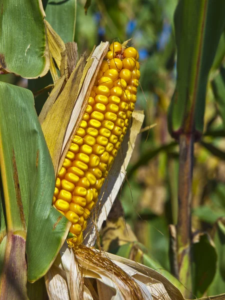 stock image Fresh Corn