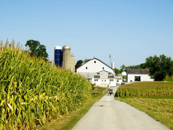 Amish Farm, Lancaster États-Unis — Photo