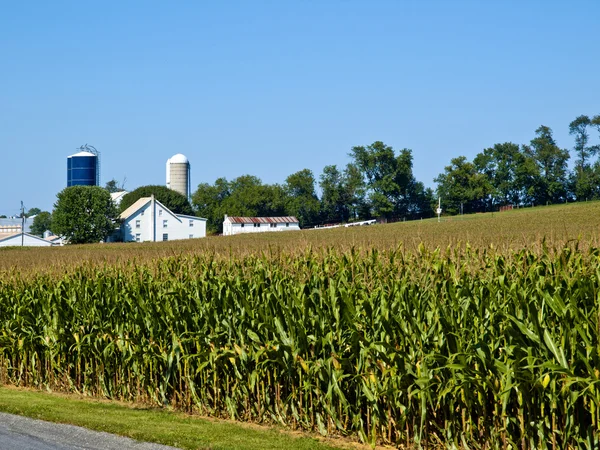 Farma amiszów, lancaster, Stany Zjednoczone Ameryki — Zdjęcie stockowe