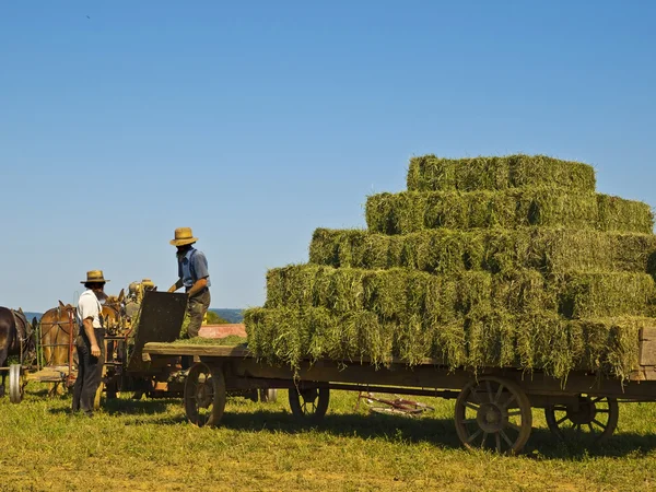 Amish αγρότες — Φωτογραφία Αρχείου