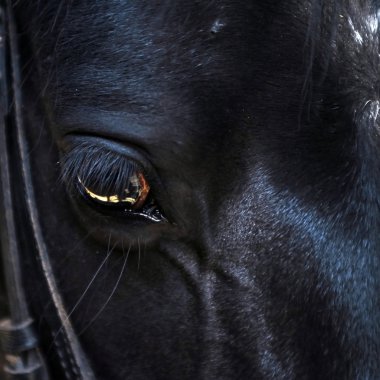 Horse eye clipart
