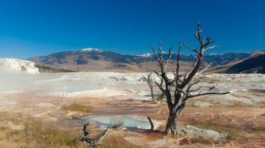 Yellowstone National Park: Mammoth Hot Springs clipart