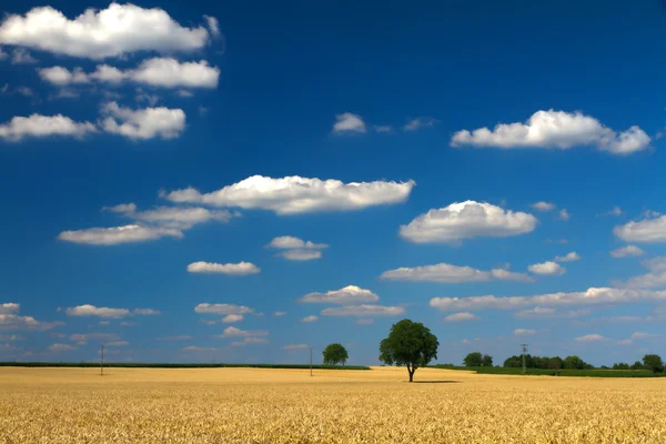Кукурузное поле с голубым небом в Пфальце, Германия — стоковое фото