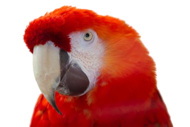 Scarlet Macaw (lat. Ara macao) clipart