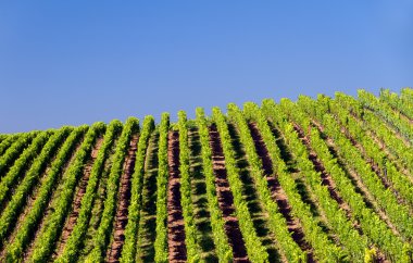 Vineyard in Pfalz, Germany clipart