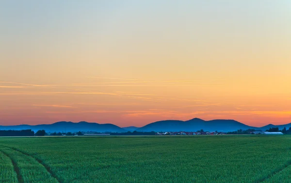 Кукурузное поле на закате в Пфальце, Германия — стоковое фото