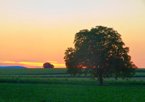 Tree in Pfalz at dusk — Stock Photo, Image