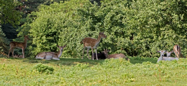Herd of Fallow Deers (em inglês). Dama dama ) — Fotografia de Stock
