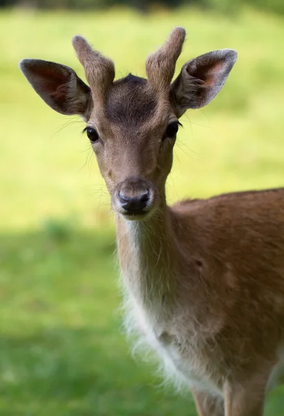 Fallow Deer (em inglês). Dama dama ) — Fotografia de Stock