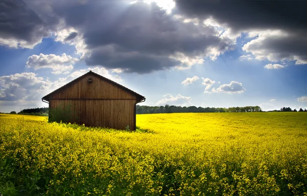 Blooming rapeseed field (lat. Brassica napus) with shed — Stock Photo, Image