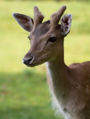 Alageyik (lat. Dama dama)