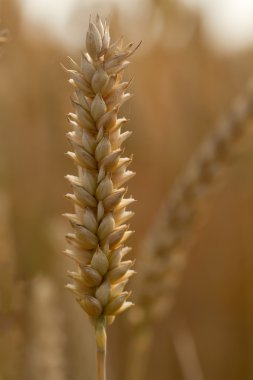 Buğday (lat. triticum olgun Başak)