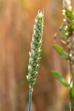 Buğday (lat. triticum olgunlaşmamış spike)