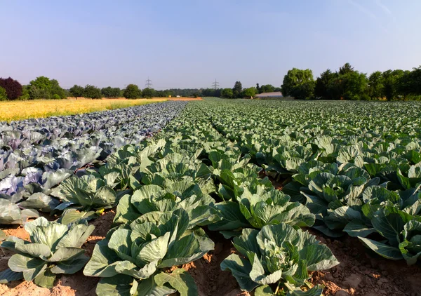 stock image Field with Red and White Cabbage (lat. Brassica oleracea)