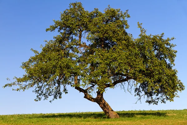 Фруктовое дерево с безоблачным небом в Пфальце, Германия — стоковое фото