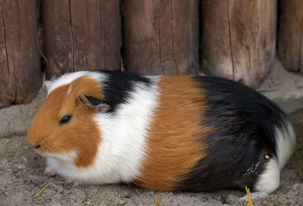 Cochon de Guinée (lat. Cavia apera f. porcellus ) — Photo