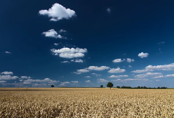 Cornfield com céu azul em Pfalz, Alemanha — Fotografia de Stock