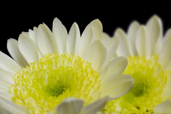 Crisantemo blanco —  Fotos de Stock