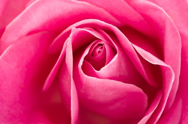 Macro image rose — Stock Photo, Image