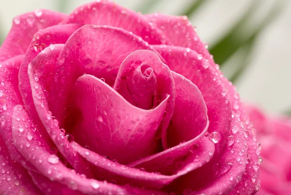 Image macro rose. — Photo