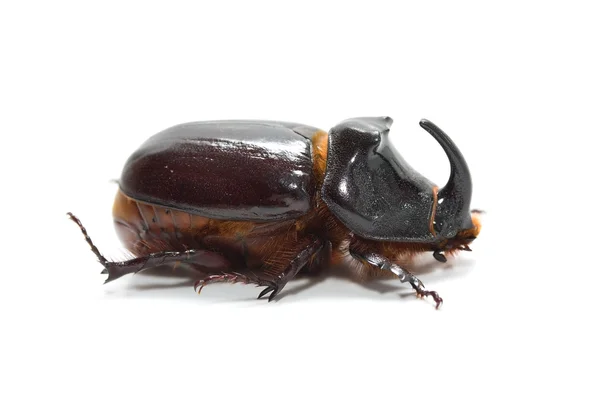 stock image Rhinoceros beetle