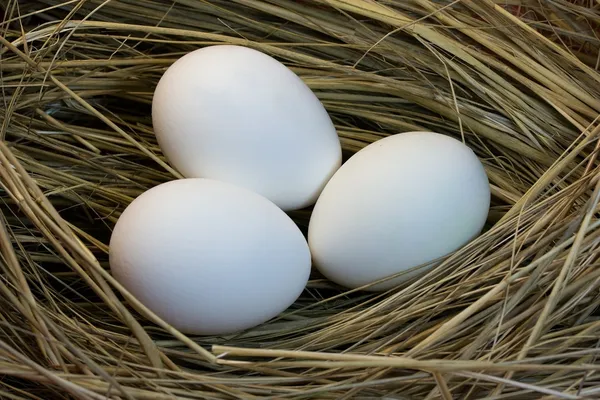 Ovos de cor branca em um ninho — Fotografia de Stock