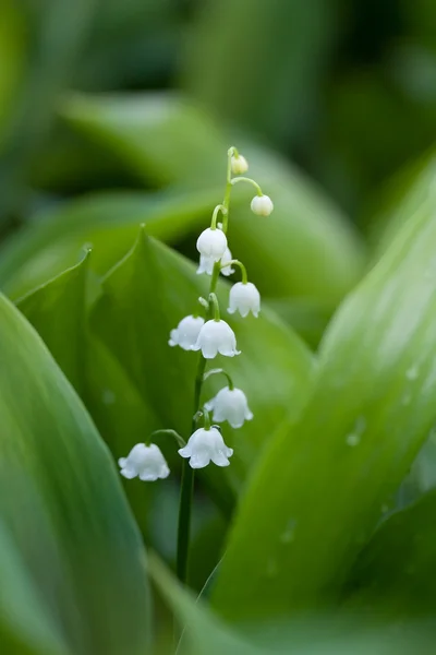 Stock image Lily on spring glade