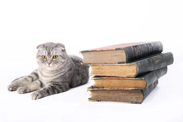 Кошка со старыми книгами — стоковое фото