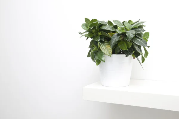 stock image Plant on the shelf