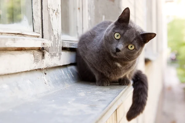 stock image Cat looking to camera