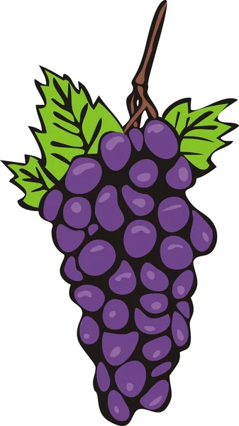 Aglomerado suculento de uvas — Vetor de Stock