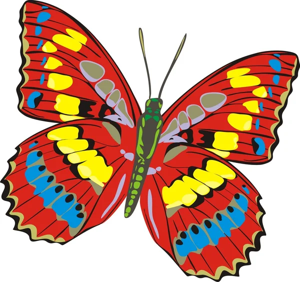 A szép pillangó — Stock Vector