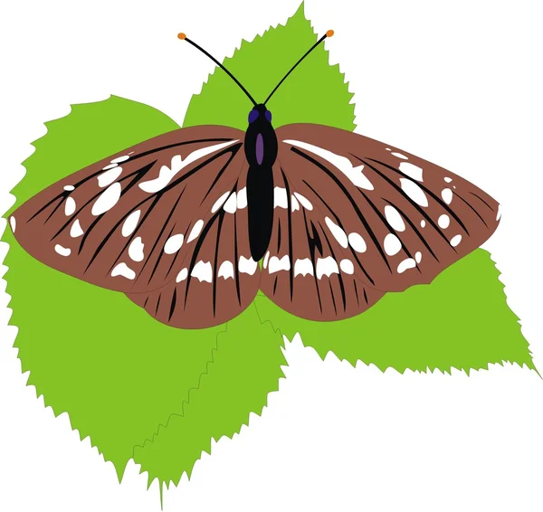 La mariposa — Archivo Imágenes Vectoriales