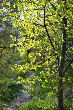 Forest path with backlit linden tree clipart