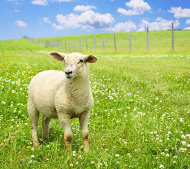 Cute young sheep clipart