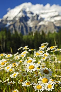 Daisies at Mount Robson provincial park, Canada clipart