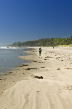 Sandy beach in Pacific Rim National Park in Canada clipart