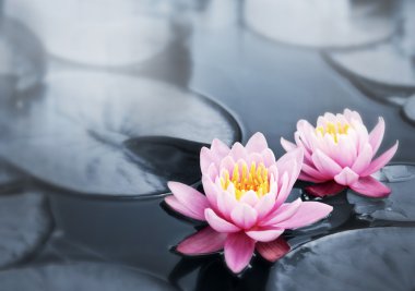 Lotus blossoms clipart