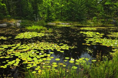 Lily pads on lake clipart