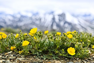 Alpine meadow in Jasper National Park clipart