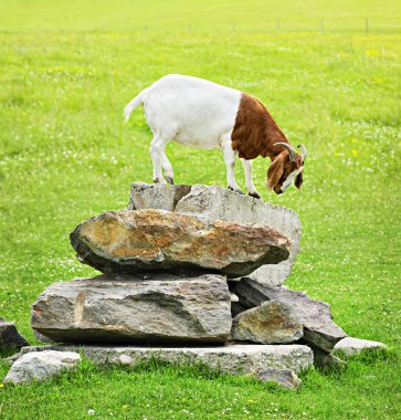 Funny goat clipart