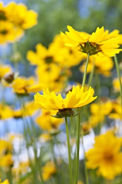 Yellow coreopsis flowers clipart