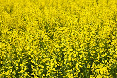 Canola plants clipart