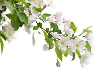 Blooming apple tree branch clipart