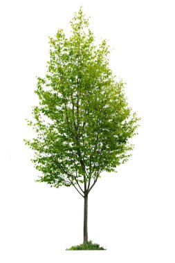 Isolated young tree clipart