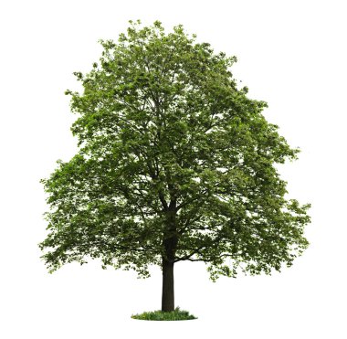 Isolated mature maple tree clipart