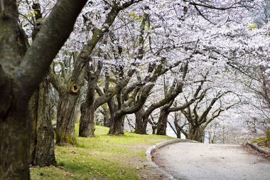 Spring apple orchard clipart