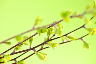 Branches with green spring leaves clipart